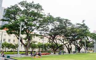 Empress Lawn Raintrees